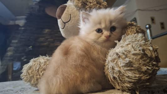 triple coated persian fluffy chubby kitten