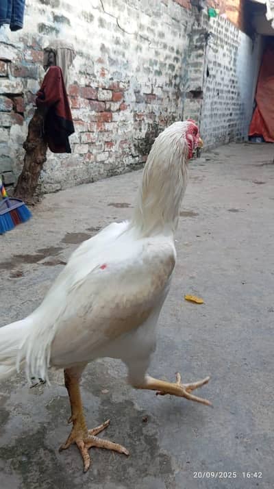 Aseel Murga