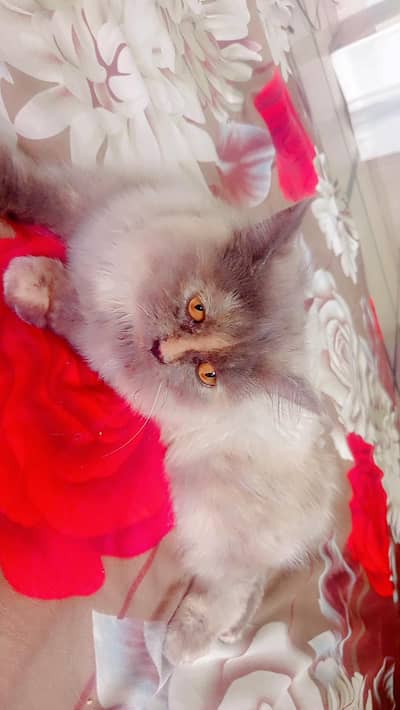 Persian