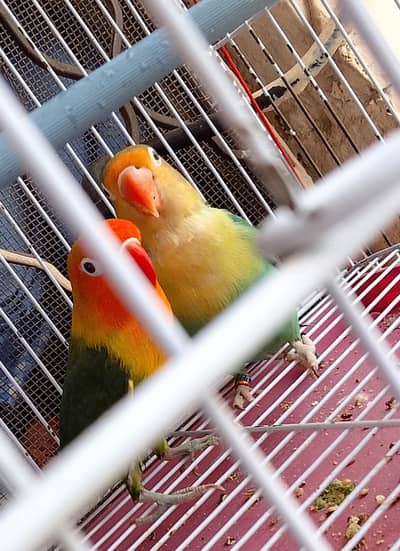 love bird