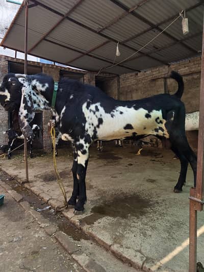 breeder buck pure bettel