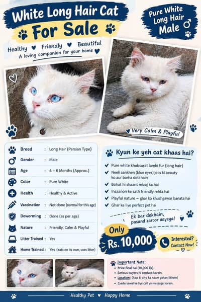 off white male Persian cat 10,000