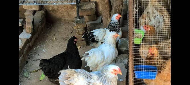brahma females
