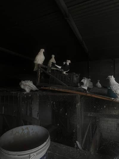 white frill back pigeons. . . 11 pieces. . . and black lacka. . . 5 pieces