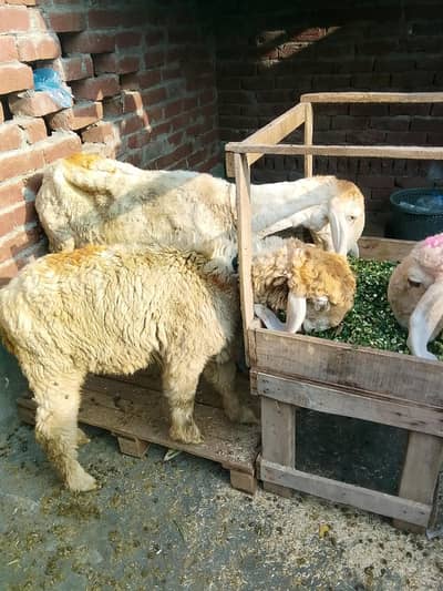 sheep For sale 0/3/0/2/1/7/3/6/8/2/5
