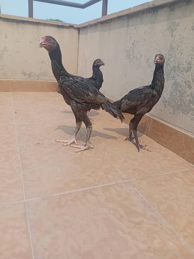 aseel thai mix breed 4.5 months