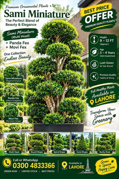 Premium Semi miniature,Panda ficus and Mouvie Ficus plants for sale