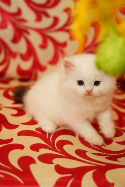 Kittens (doubletone/ persian/