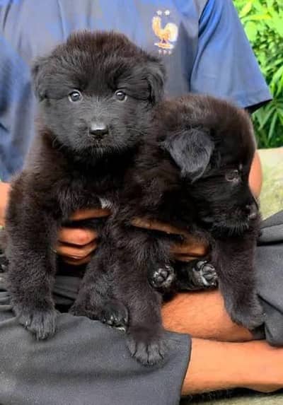 jarman shepherd puppy available