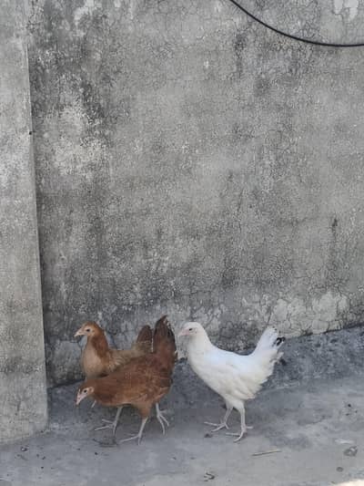 desi and Aseel for sale only serious buyer contact