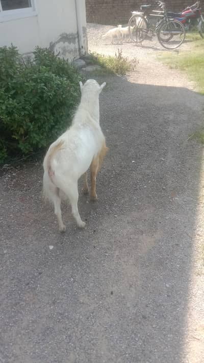 tedi goats breader age 18 months