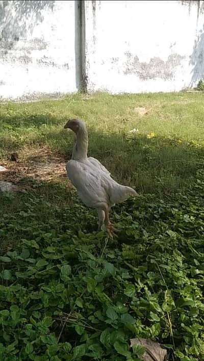 White shamo female