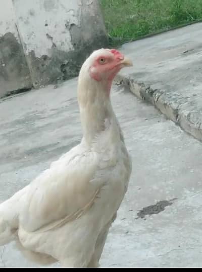 White shamo female