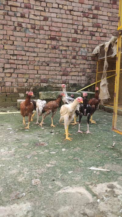 10 Aseel Birds, 4 Murghay 6 Murghiya sab ek saat for sale