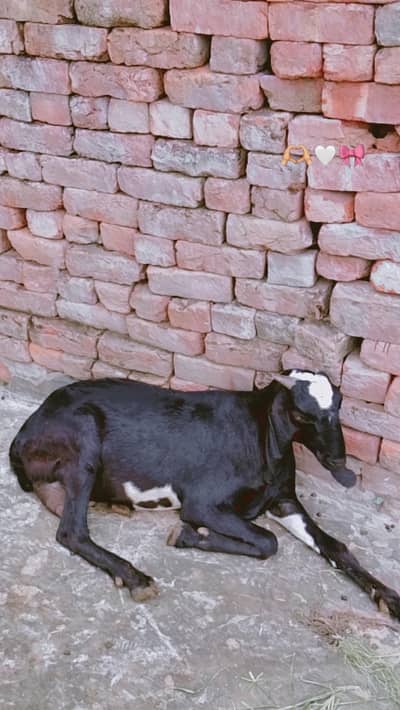 Desi goat