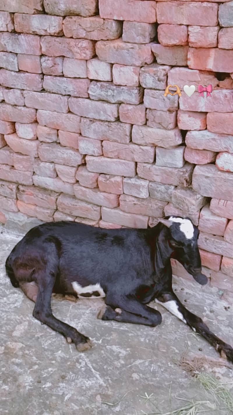 Desi goat 0