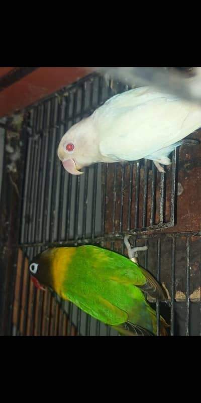 Love Bird pair for sel