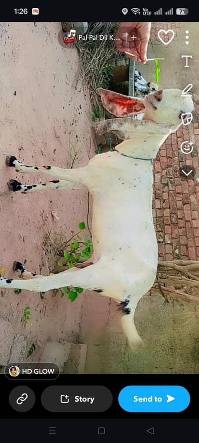 goat for sale with two female babies