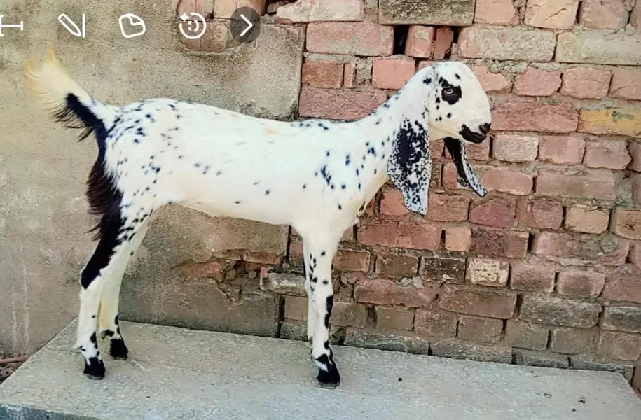 goat for sale with two female babies — photo 2