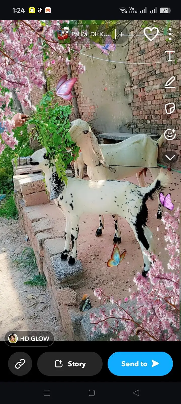 goat for sale with two female babies — photo 3