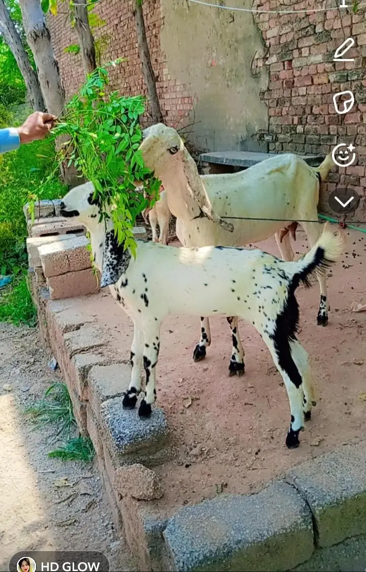 goat for sale with two female babies — photo 4