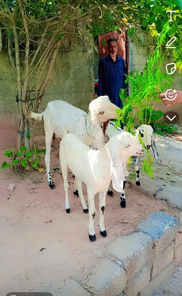 goat for sale with two female babies — photo 5