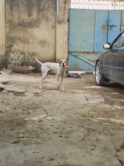 pointer Dog