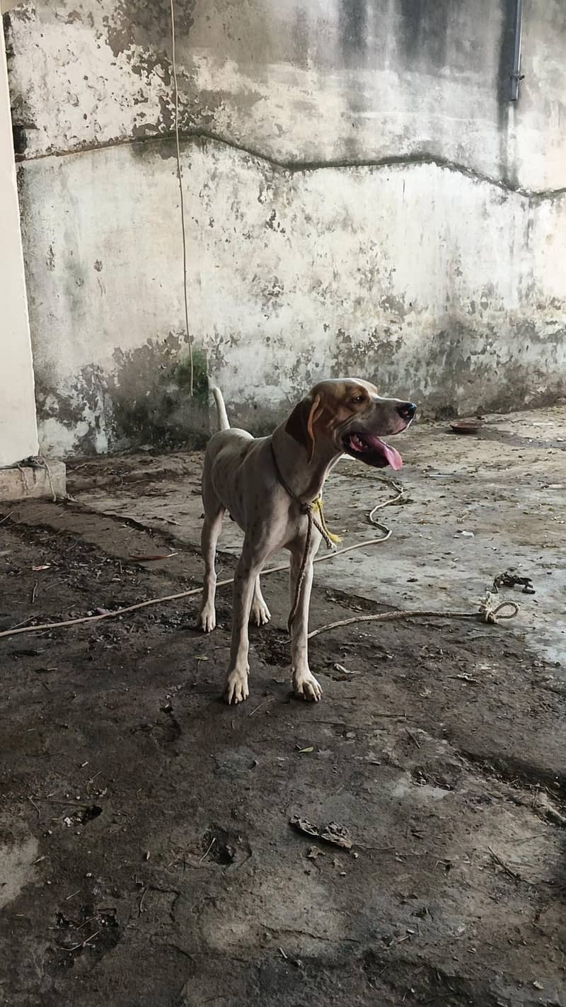 pointer Dog 1
