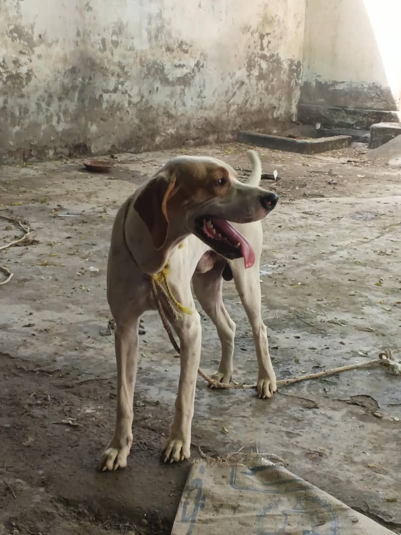 pointer Dog 2