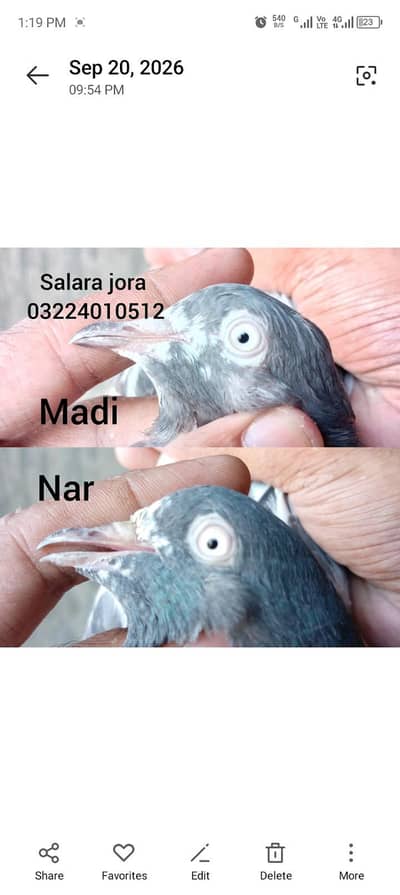 Breeder teddy pair & nar