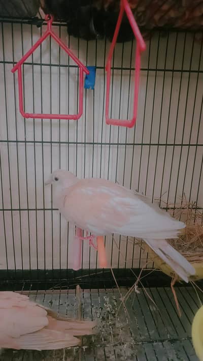 beautiful Ringneck dove final price 6500