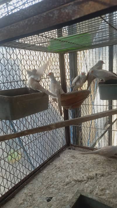 Doves Red and Gray