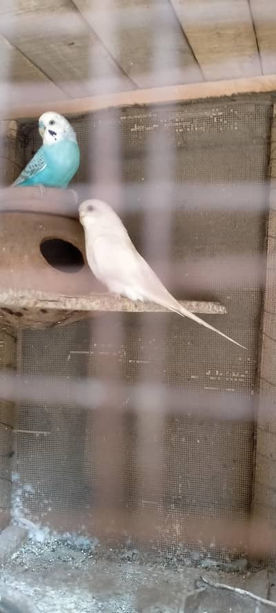 red-eye mix breeder bounded pair