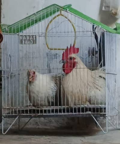 murga murgi