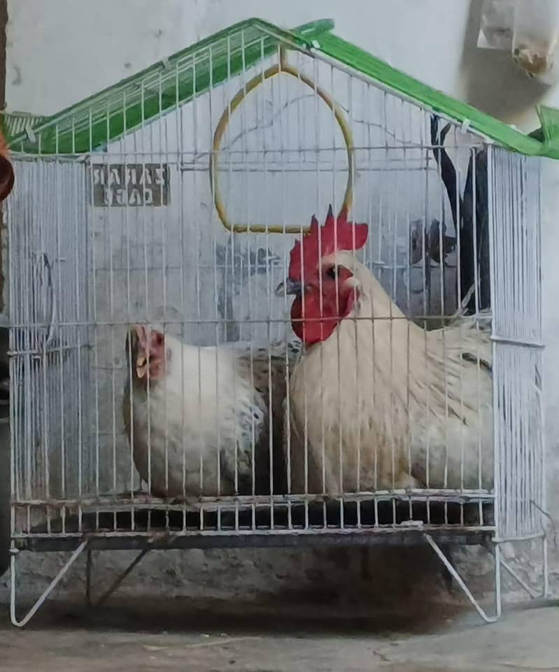 murga murgi 0