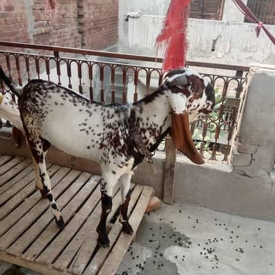 Pure Quality Black | & | Nagra Beetal Breeder Goats