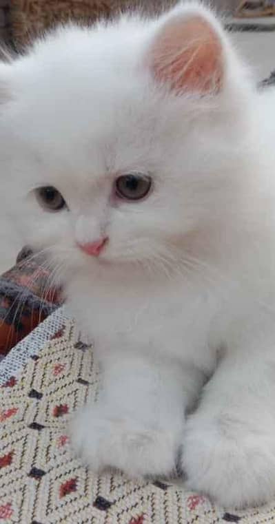 kitten male and female available