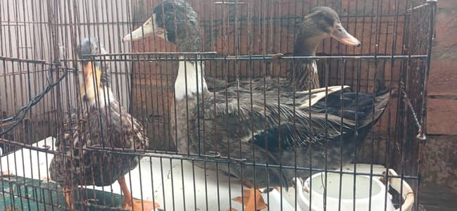 DUCKS