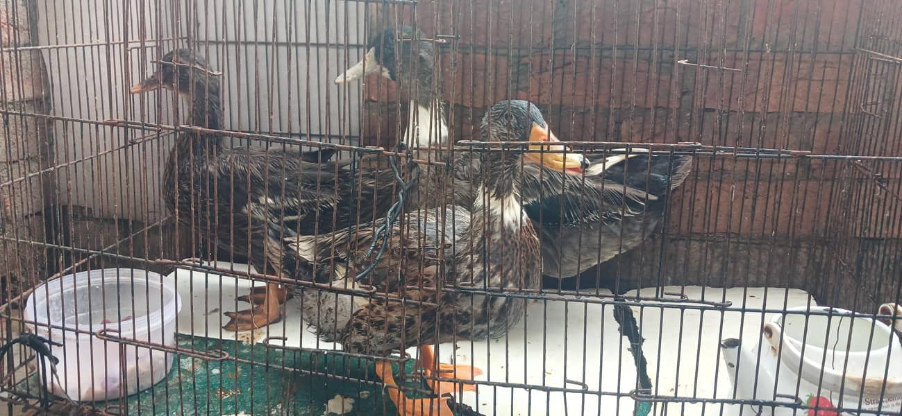 DUCKS 1