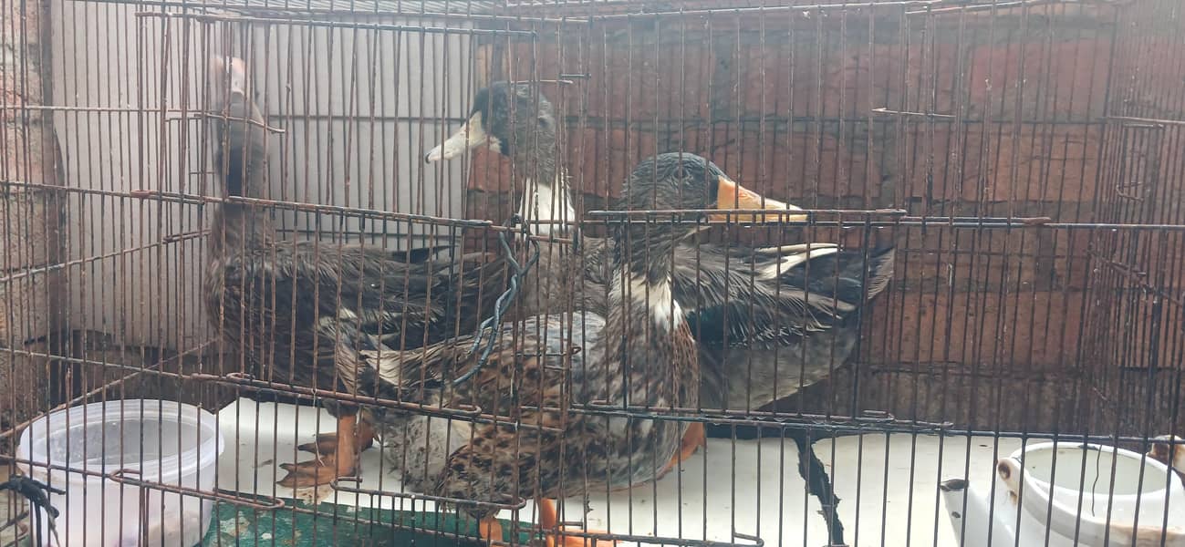 DUCKS 2