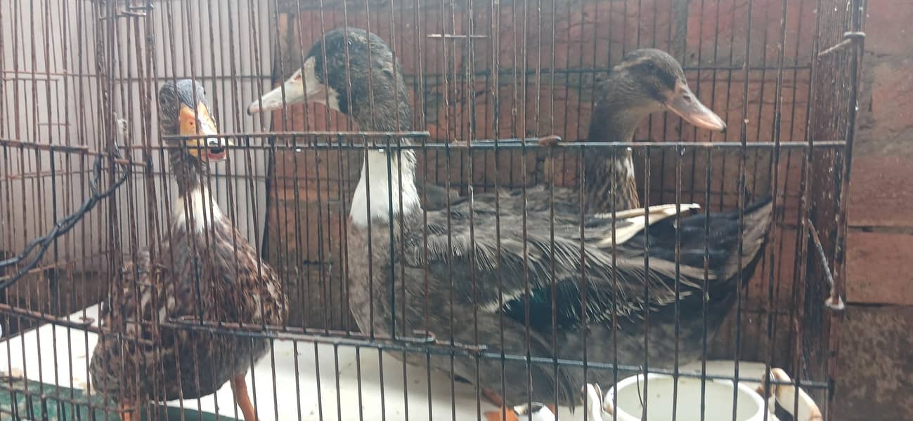 DUCKS 3