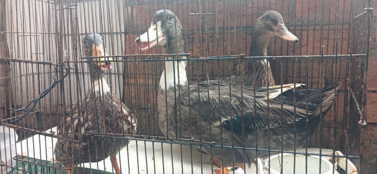DUCKS 4