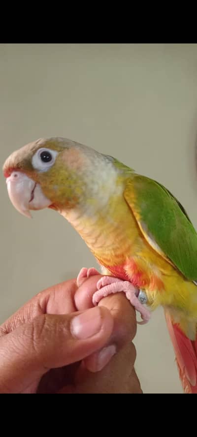 dancing conure  hand tame