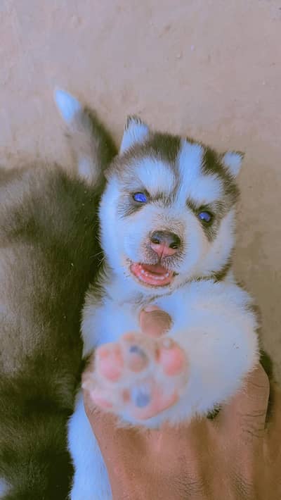 Husky Puppies For sale age one month