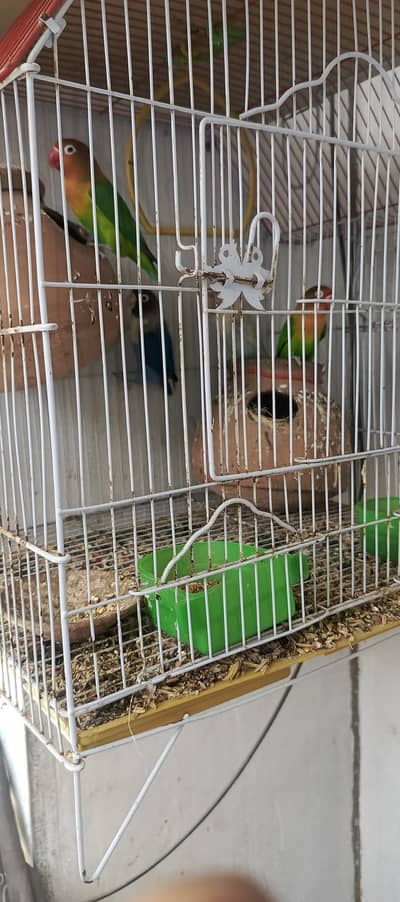 Ringneck and Love birds