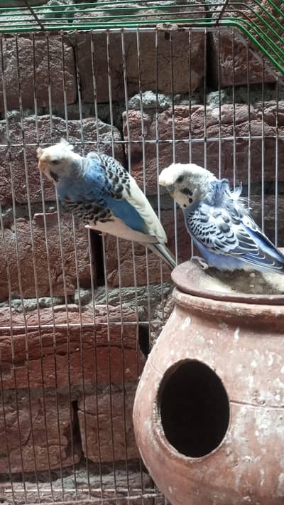hogoromo split female dubble crust for sale Whatsapp 03006635488