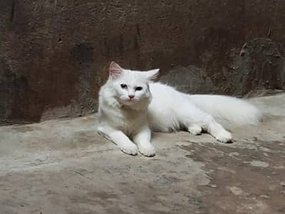 Persian cat