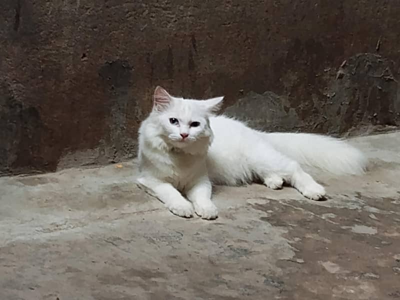 Persian cat 0