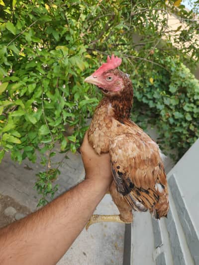 aseel bengum high quality