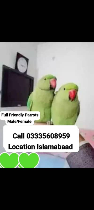 Single 5,500 Hand Tamed Friendly Green Ring Neck Parrot's Male/Female